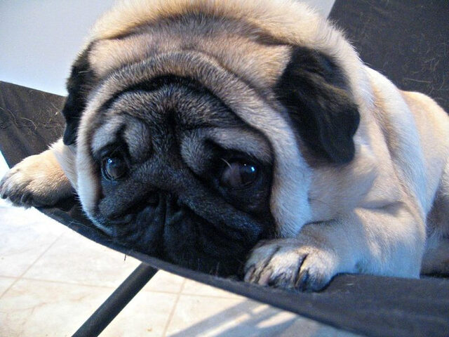 Hình ảnh chó Pug mặt xệ cực dễ thương với chiếc nơ