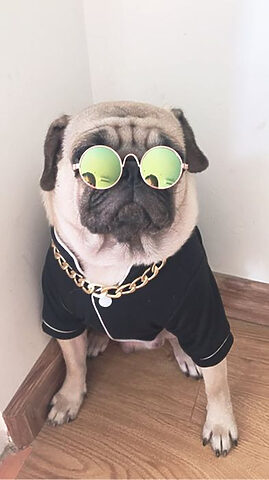 Hình ảnh chó PUG với cặp kính thời thượng, mang đến nét duyên dáng khó cưỡng, một hình ảnh chú chó đẹp đầy phong cách.