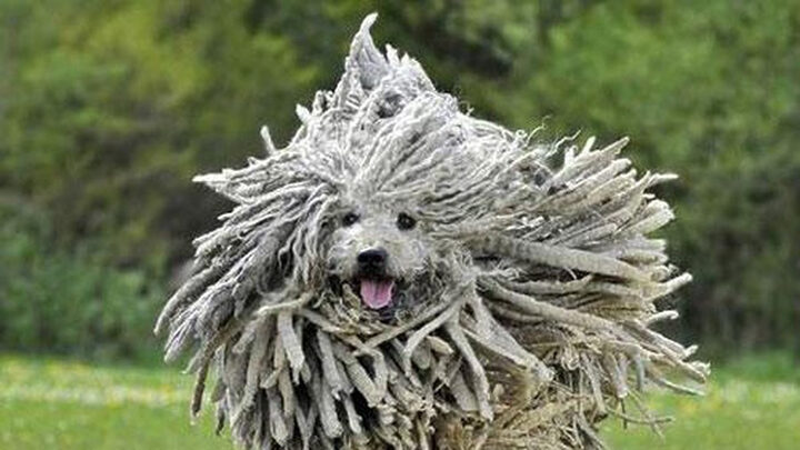 Hình ảnh chó Puli với bộ lông dreadlock độc đáo, một trong những giống chó đẹp nhất thế giới tạo ấn tượng mạnh mẽ