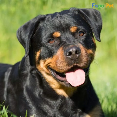 Hình ảnh chó Rottweiler đang được huấn luyện, biểu cảm tập trung, thể hiện sự thông minh và kiên nhẫn của giống chó này.