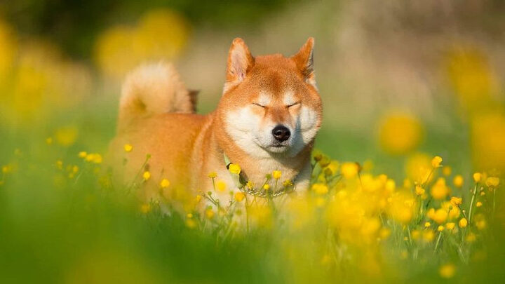 Hình ảnh chó Shiba cười hóm hỉnh với biểu cảm ngộ nghĩnh