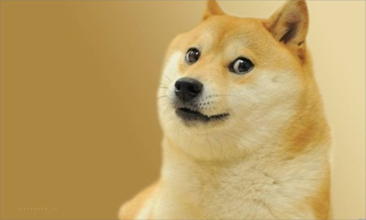 Hình ảnh chó Shiba cười rạng rỡ với bộ lông vàng nâu đặc trưng