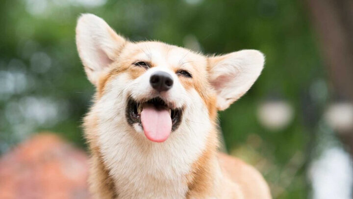 Hình ảnh chú chó con Corgi đáng yêu đang vui vẻ chơi đùa