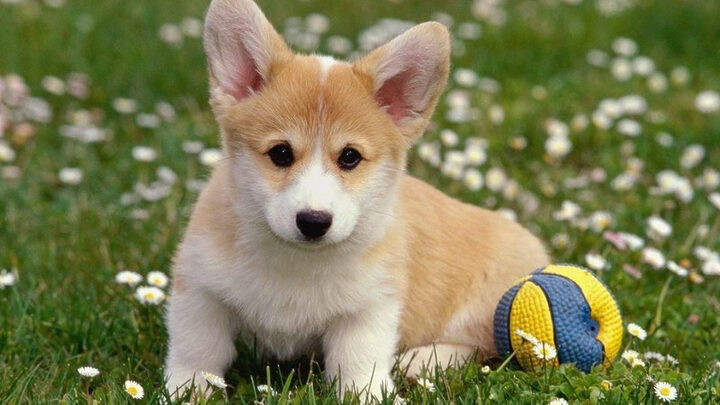 Hình ảnh chú chó con Corgi đáng yêu nằm ngủ gật
