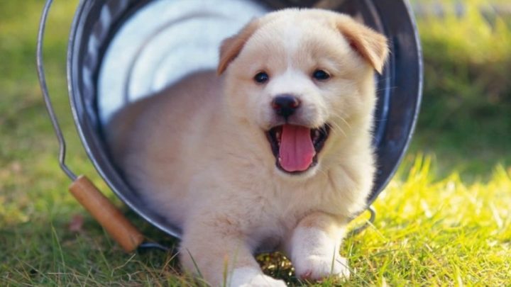 Hình ảnh chú chó con dễ thương nằm thư giãn trên cỏ xanh