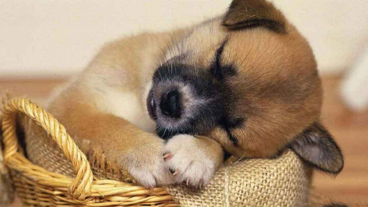 Hình ảnh chú chó con dễ thương ngủ gật trên ghế