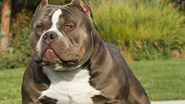 Hình ảnh chú chó con Pitbull dễ thương với vẻ ngoài lực lưỡng