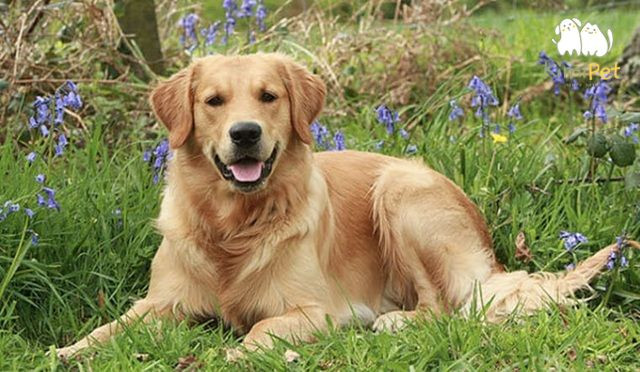 Hình ảnh chú chó Golden con đang chơi đùa trong môi trường sạch sẽ, gợi ý về việc tìm mua chó golden thuần chủng tại các trại chó uy tín.