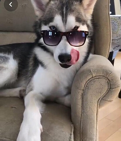 Hình ảnh chú Husky đeo kính, phong cách lạnh lùng nhưng đầy ấn tượng, một hình ảnh chú chó đẹp mang vẻ bí ẩn.