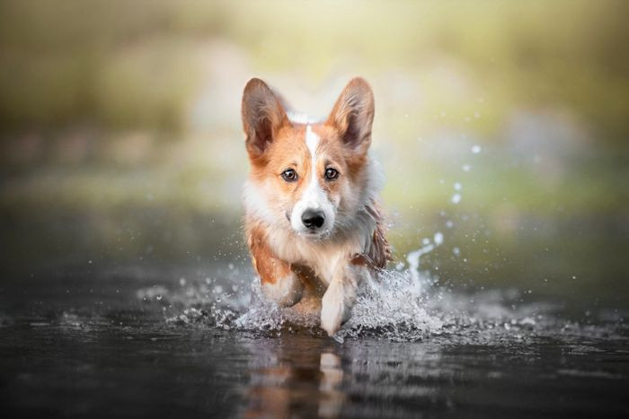 Hình ảnh Corgi Full HD đẹp mắt