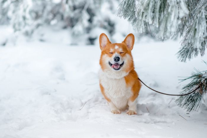 Hình ảnh Corgi vui vẻ rạng ngời hạnh phúc