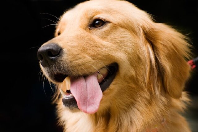 Chú chó Golden Retriever lông vàng đứng trên bãi cỏ xanh, thể hiện sự hiền lành và thông minh