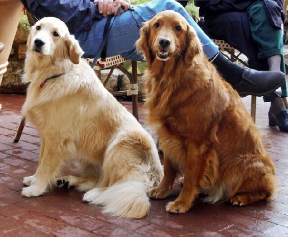 Chú chó Golden Retriever lông vàng tươi đang chạy trên bãi cỏ, thể hiện sự hiếu động nhưng vẫn thông minh và hiền lành