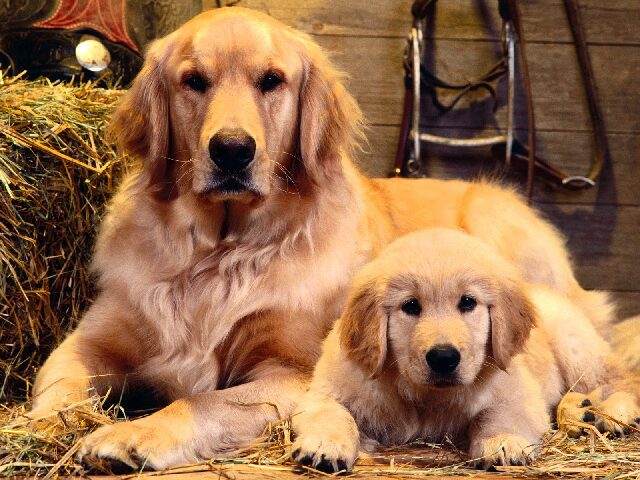 Chú chó Golden Retriever nhỏ nhắn đáng yêu ngồi cạnh giỏ hoa, thể hiện tính cách hiền lành và thông minh từ khi còn bé