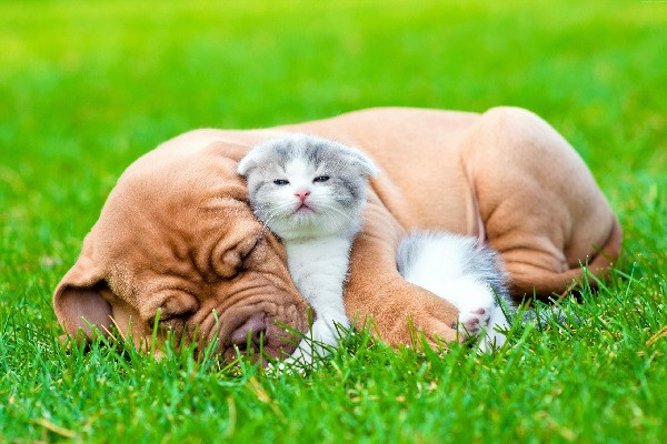 Hình ảnh hài hước về chó và mèo chắc chắn sẽ khiến bạn thích thú. Hãy để mình được thư giãn, cười nhiều hơn với bộ sưu tập ảnh chó mèo hài hước.