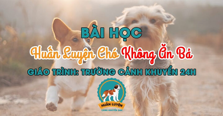 Hình ảnh huấn luyện chó không ăn bả trên mặt đất