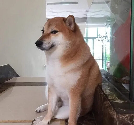 Hình ảnh khuôn mặt chó với biểu cảm sáng tạo, tạo nên một meme hài hước, lan tỏa niềm vui.