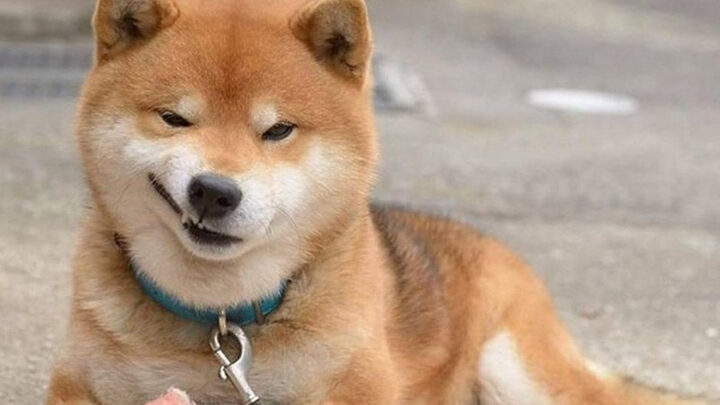 Hình ảnh meme chú chó con dễ thương đang cười nhếch mép