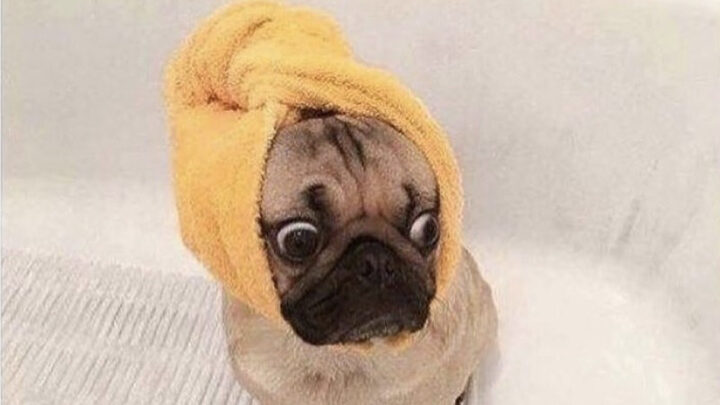 Hình ảnh meme chú chó con dễ thương với biểu cảm ngạc nhiên