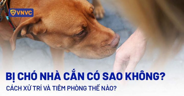 Hình ảnh minh họa cách phòng tránh chó cắn hiệu quả, bảo vệ an toàn