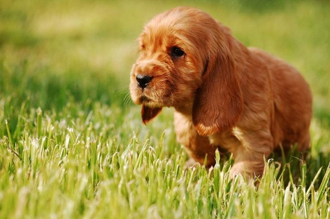 Hình ảnh một chú chó Cocker Spaniel con đáng yêu, thể hiện giá chó Cocker bao nhiêu