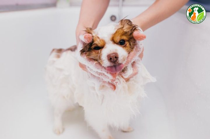 Hình ảnh một chú chó đang được tắm rửa cẩn thận tại spa chó mèo gần nhất, chú trọng chăm sóc da lông