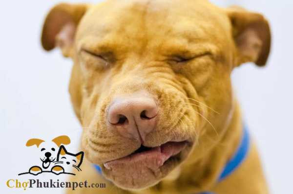 Hình ảnh một chú chó đang hắt xì, minh họa phản ứng tự nhiên của cơ thể chó đối với các tác nhân gây kích ứng đường hô hấp.
