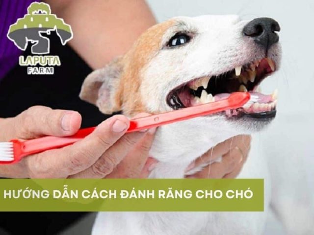 Hình ảnh một chú chó được chủ nhân đánh răng cẩn thận, minh họa cách vệ sinh răng miệng cho chó