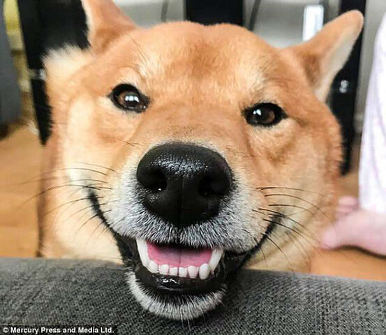 Hình ảnh một chú chó husky đang cười tươi, biểu cảm vui vẻ nhưng đôi khi bị hiểu lầm là đáng sợ