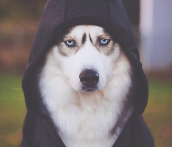 Hình ảnh một chú chó Husky trưởng thành, thể hiện vẻ đẹp tổng thể của giống chó, bao gồm cả biến thể chó Husky màu nâu đỏ cuốn hút.