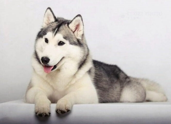 Cách Phối Giống Chó Husky: Hướng Dẫn Toàn Diện Từ Chuyên Gia Cách Phối Giống Chó Husky: Hướng Dẫn Toàn Diện Từ Chuyên Gia