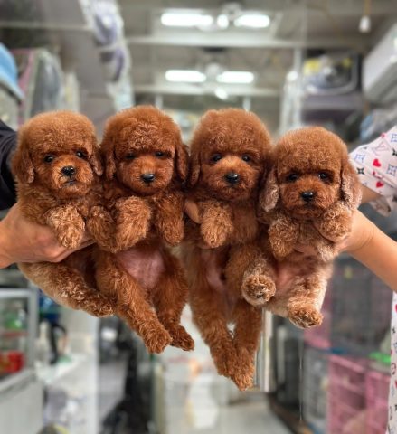 Hình ảnh một chú chó Poodle lông xoăn, đại diện cho niềm đam mê thú cưng trong hội chó mèo Đà Nẵng