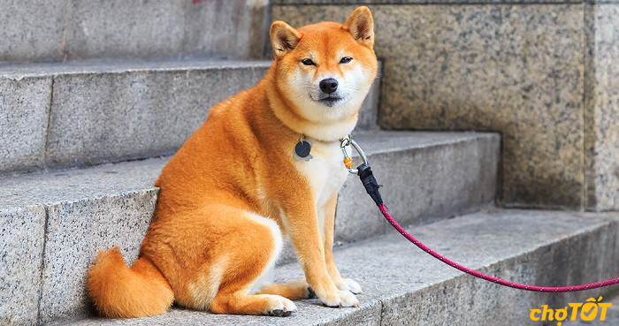 Hình ảnh một chú chó Shiba Inu màu đỏ ngồi trên sàn nhà
