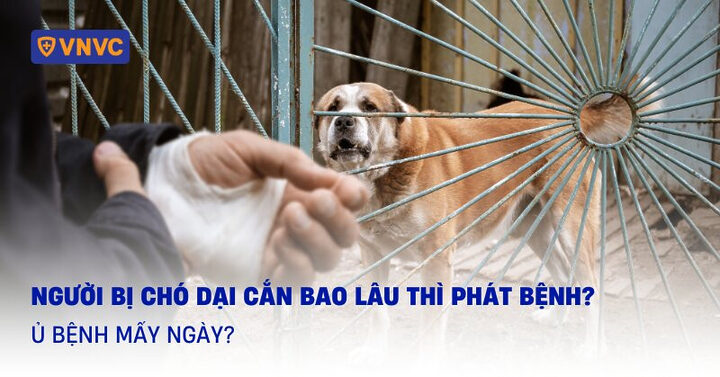 Hình ảnh một người đang tìm hiểu về thời gian chó dại cắn phát bệnh và nguy cơ