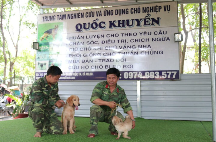 Hình ảnh những chú chó đang vượt qua chướng ngại vật trong một sân tập rộng lớn tại một nơi huấn luyện chó TPHCM