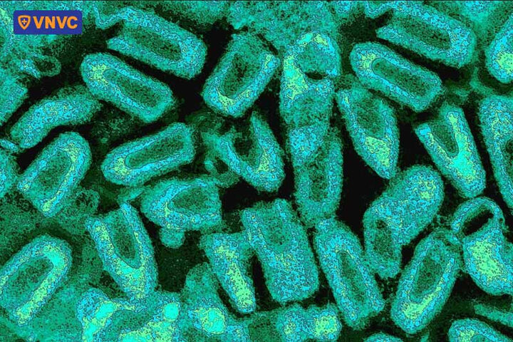 hình ảnh virus dại