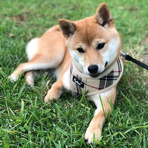 Khám Phá Hình Ảnh Chú Chó Shiba: Bộ Sưu Tập Đáng Yêu & Chi Tiết