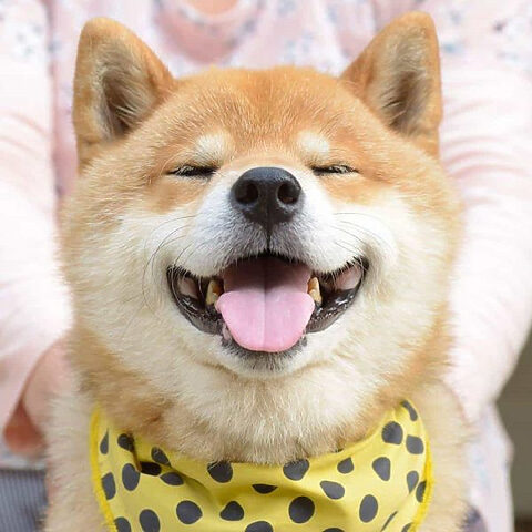 Hình nền chó Shiba cười với biểu cảm hài hước, đôi mắt tinh quái