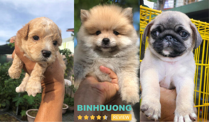 Hoàng Quân Pet Shop Bình Dương