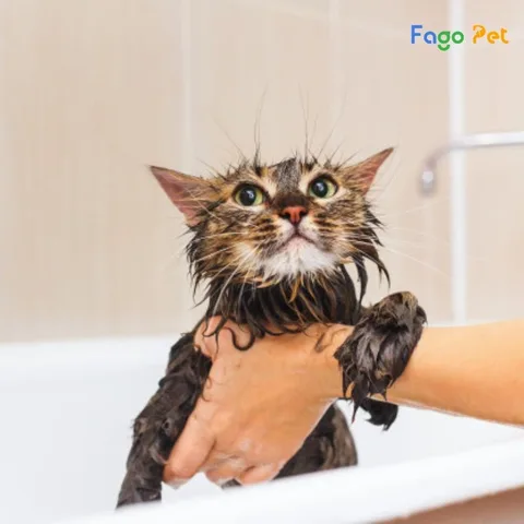 Hướng dẫn sử dụng sữa tắm cho chó Fay 5 an toàn và hiệu quả