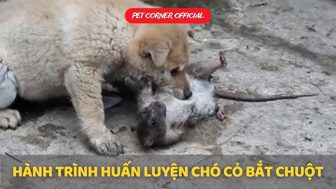 Huấn Luyện Chó Bắt Chuột Hiệu Quả: Hướng Dẫn Toàn Diện