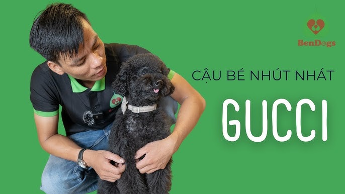 Nhận Huấn Luyện Chó Tại Nhà Chuyên Nghiệp Từ A Đến Z