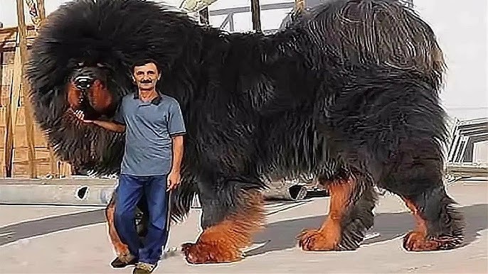 Chó Ngao Tây Tạng Tiếng Anh Là Gì? Tìm Hiểu Chi Tiết Về Giống Chó Uy Nghi
