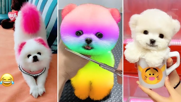 Chó Phốc Sóc Đáng Yêu: Hướng Dẫn Nuôi Dưỡng & Chăm Sóc Chi Tiết