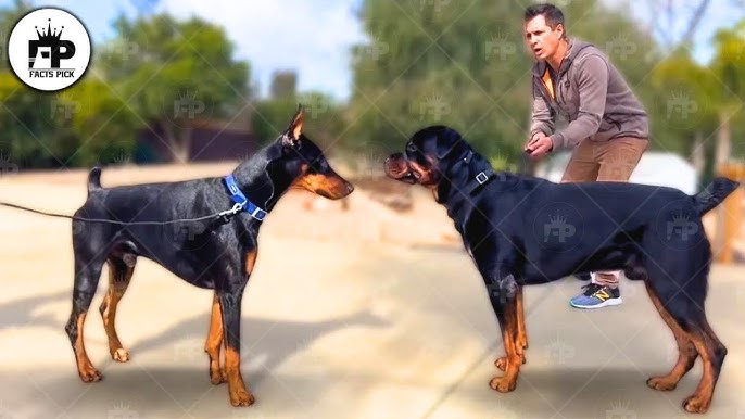 Nên Nuôi Chó Rottweiler Hay Doberman? Phân Tích Chuyên Sâu