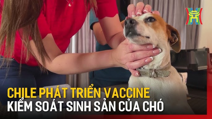 Toàn Tập Về Quá Trình Sinh Sản Của Chó: Hướng Dẫn Chi Tiết