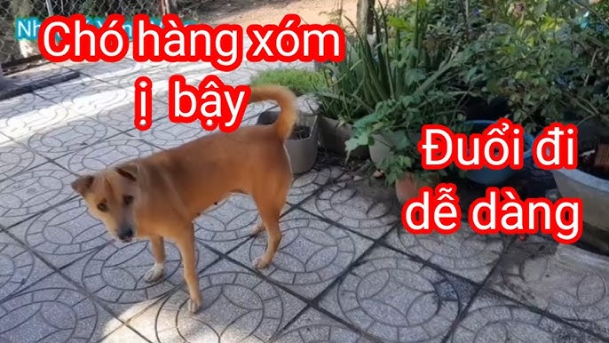 Cách Đuổi Chó Hiệu Quả: Giải Pháp Toàn Diện Từ A-Z