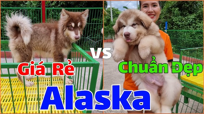 Mua Chó Đẹp Giá Rẻ: Bí Quyết Tìm Chú Cún Ưng Ý