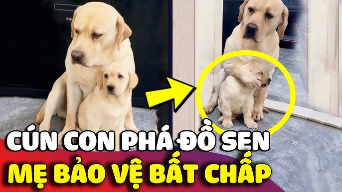 Bản Năng Chó Mẹ Bảo Vệ Con: Cuộc Chiến Sinh Tồn Trên Thảo Nguyên