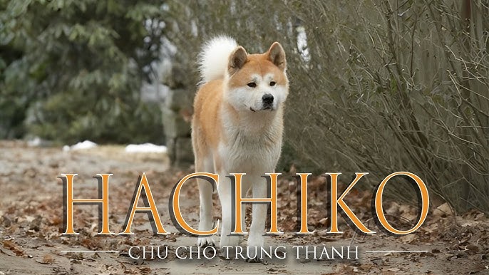 Hình Ảnh Của Những Chú Chó: Khoảnh Khắc Yêu Thương Vô Bờ